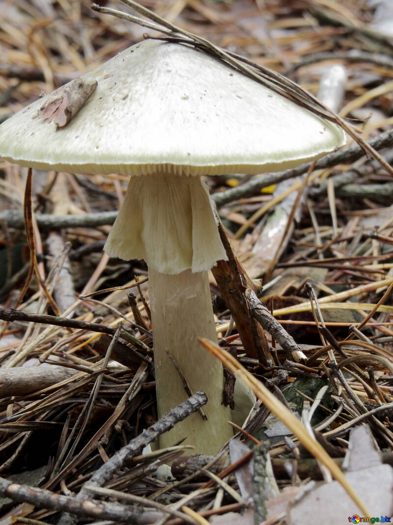 Mushroom poisoning №23193