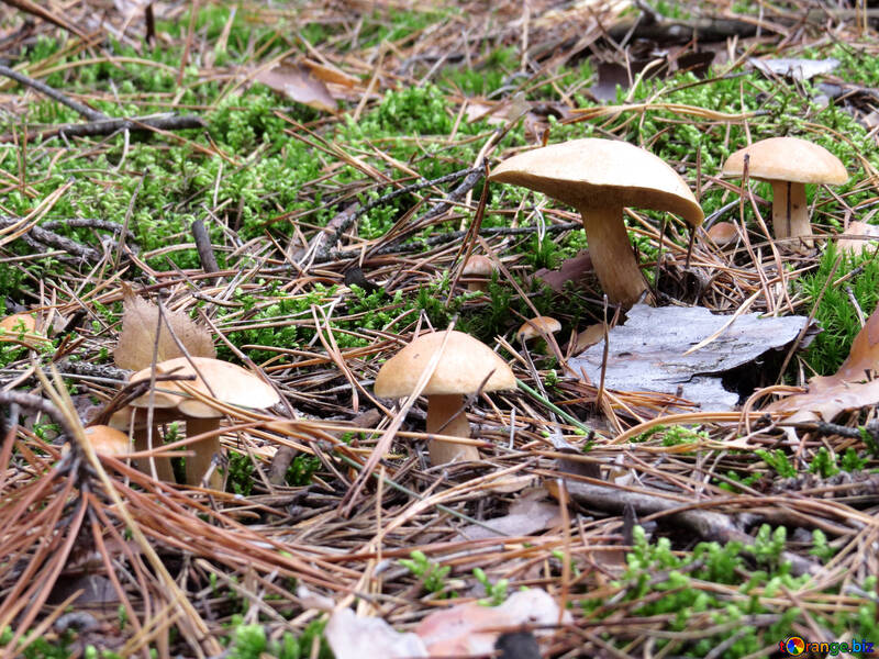 Mushroom Suillus bovinus. №23186