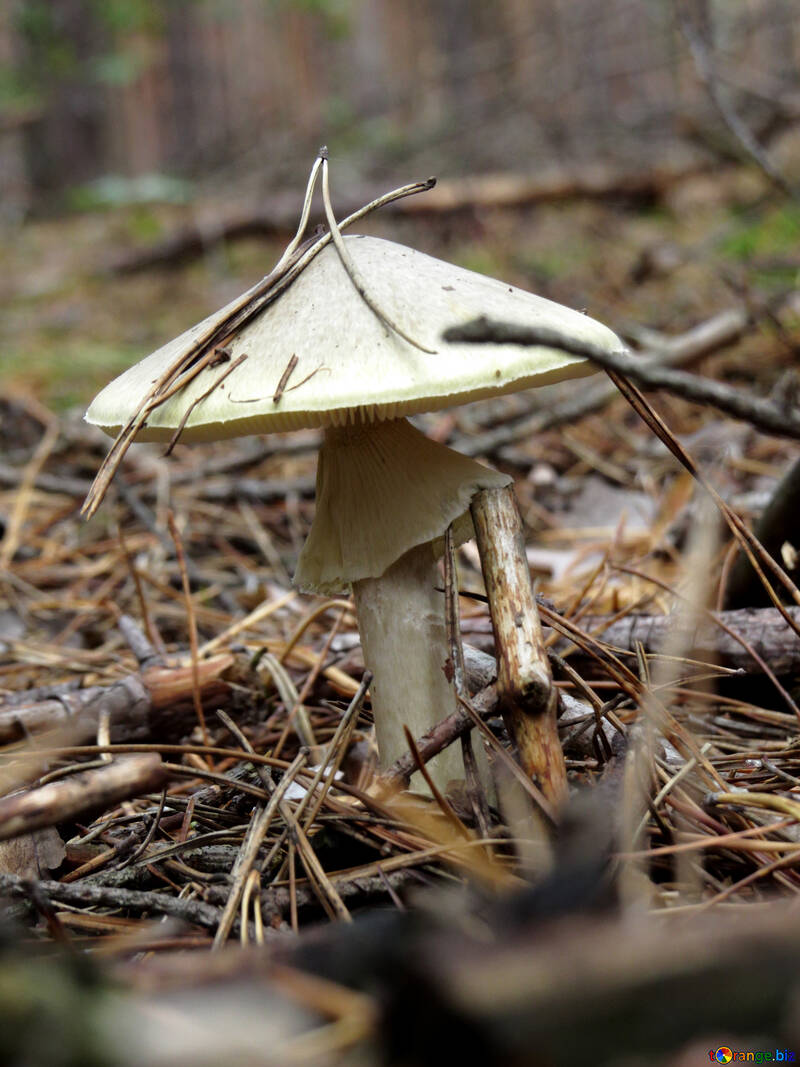 Toxic mushroom №23188