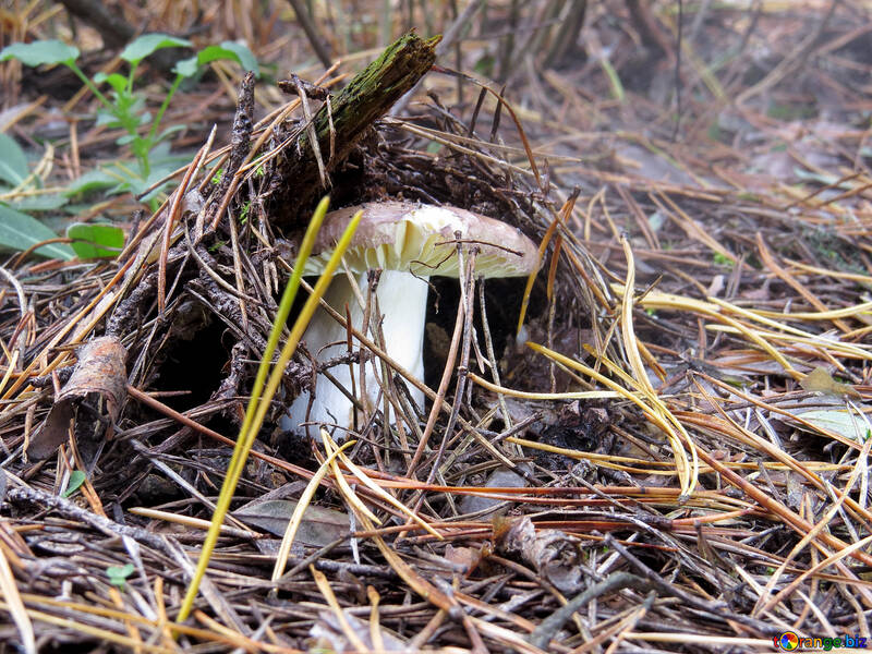 Mushroom Russula №23289