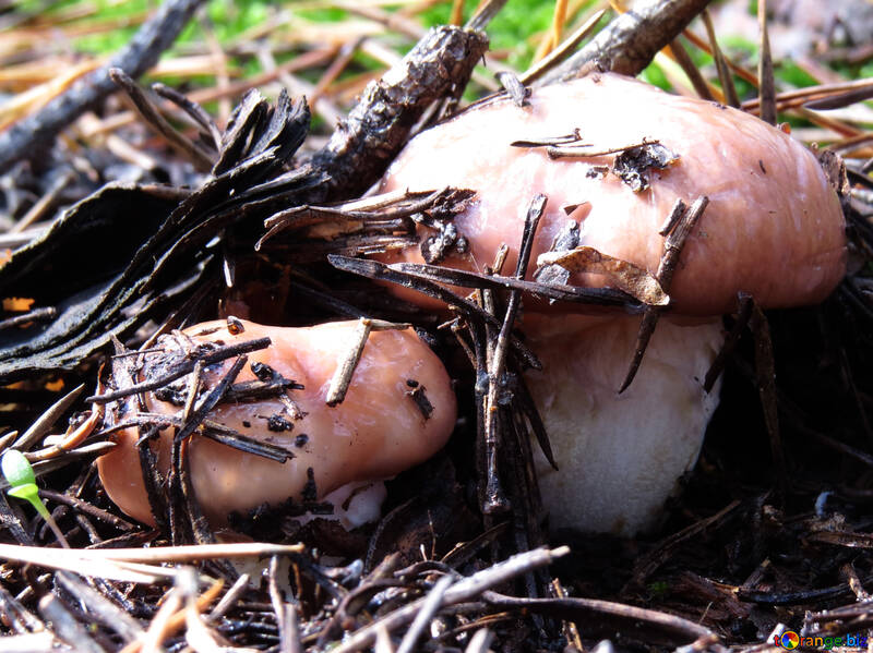 Boletus mushrooms №23874