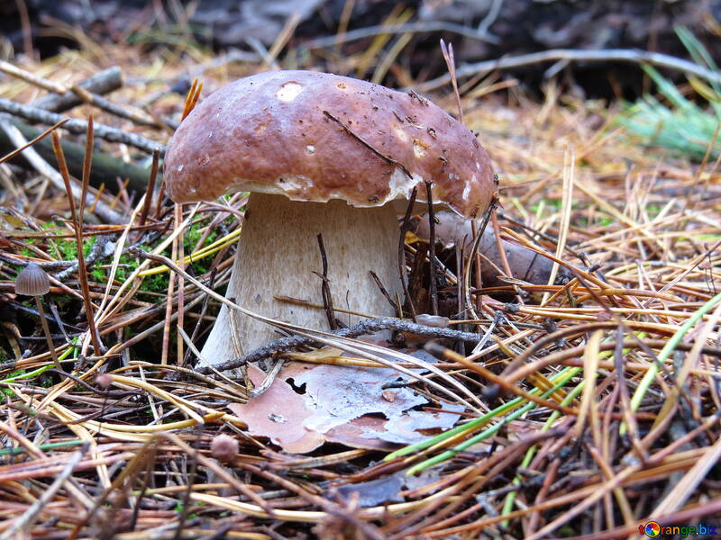 White mushrooms №23237