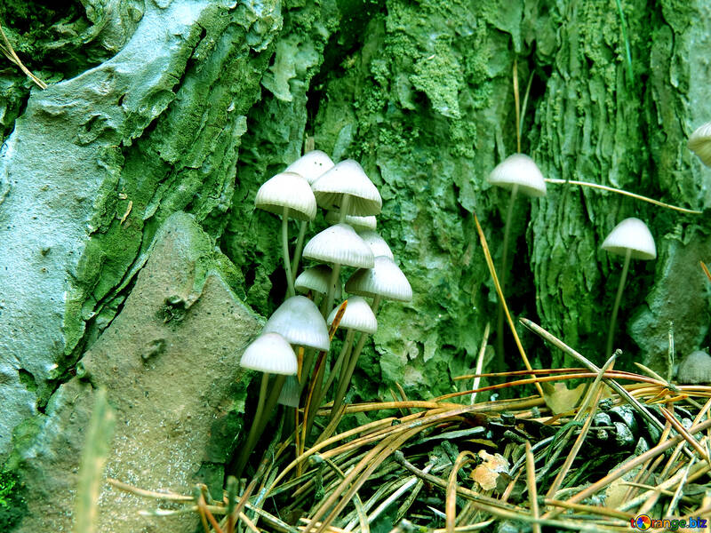 Mushrooms №23214