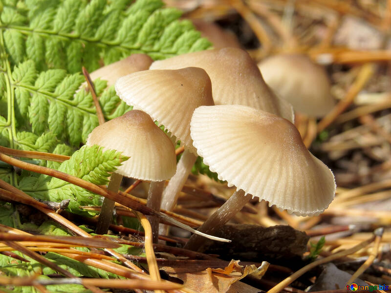 Beautiful Mushrooms №23142