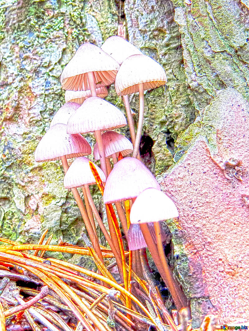 Cogumelos desbotados №23216