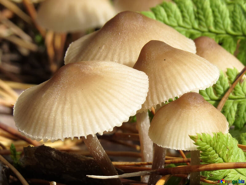 Wild mushrooms №23143