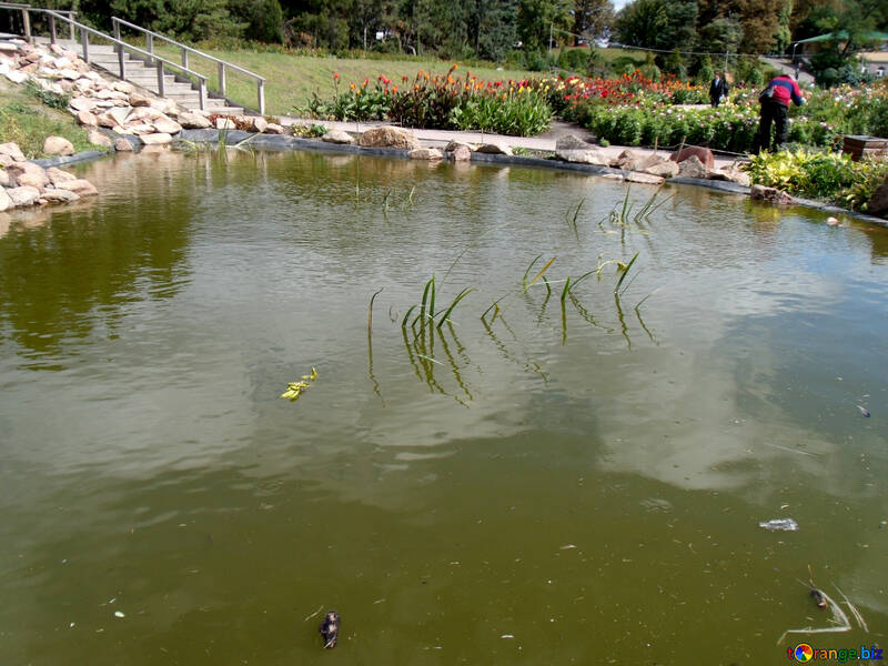 El estanque en el sitio №23398