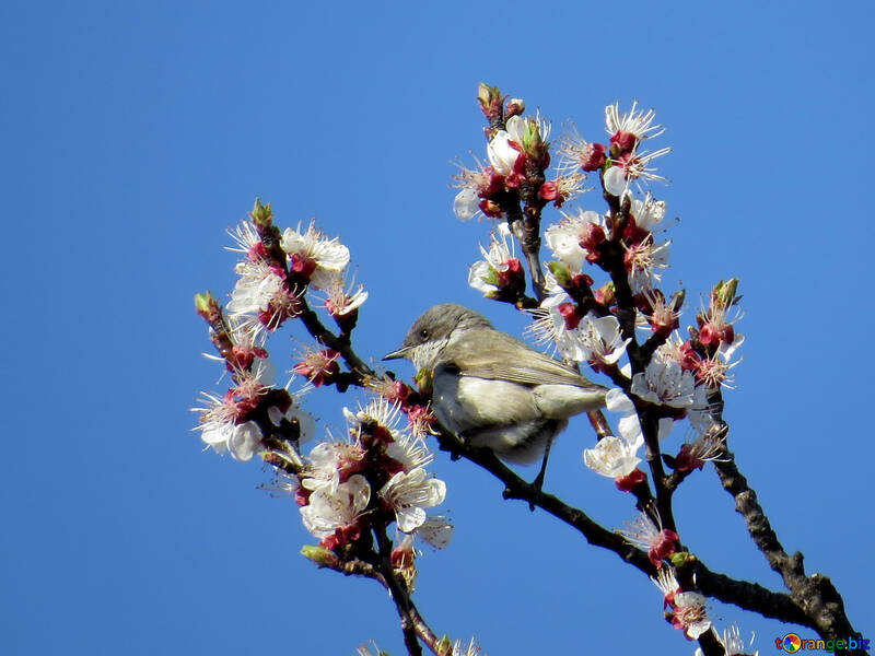 Bird on flowering branches №23962