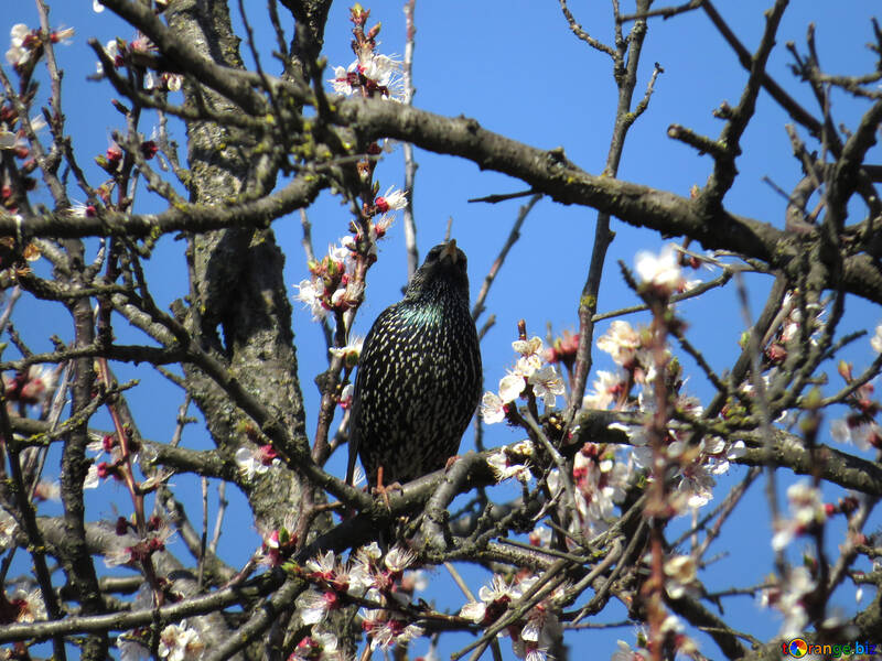 Starling en las ramas de cerezos en flor №23979