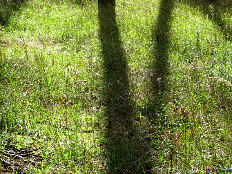 Schatten auf dem Gras №23281