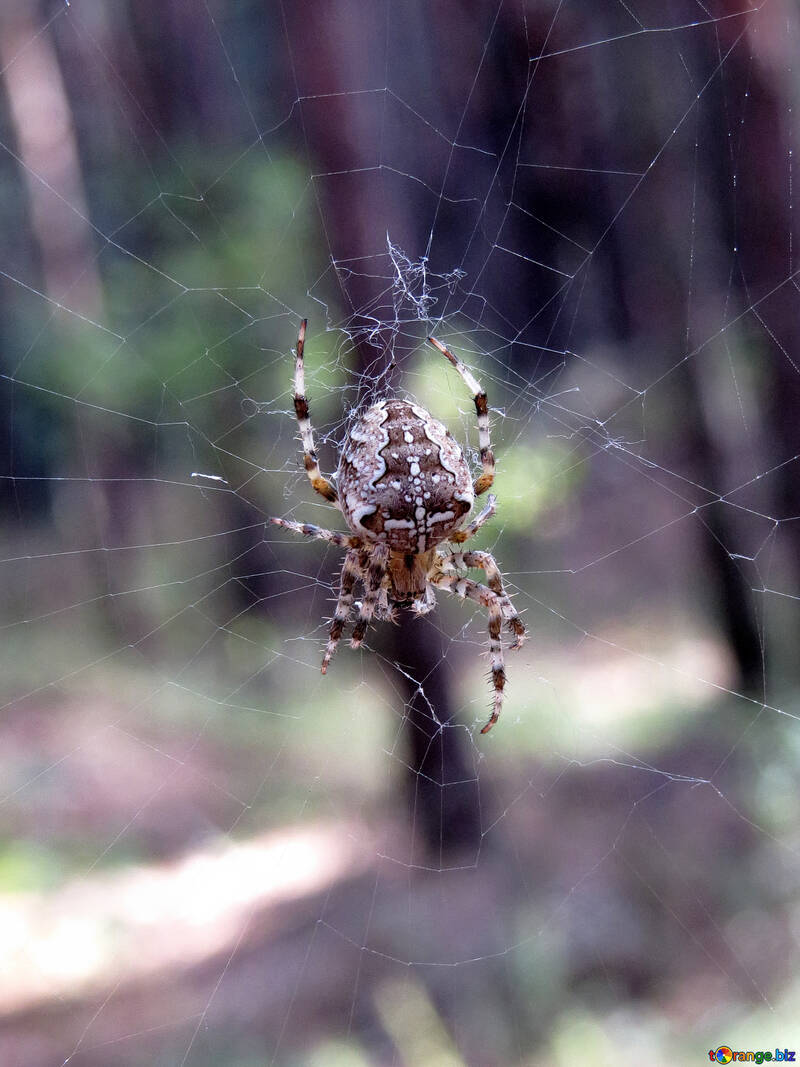 A aranha na floresta №23114