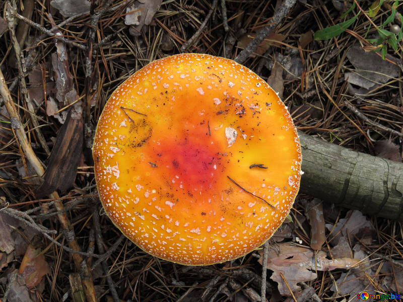 Cogumelos de chapéu laranja de textura №23104