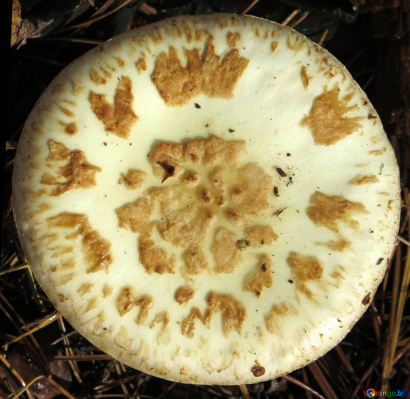 Texture of white fly agaric №23273