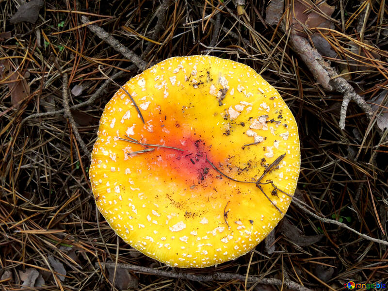 Texture of the yellow mushroom cap №23103