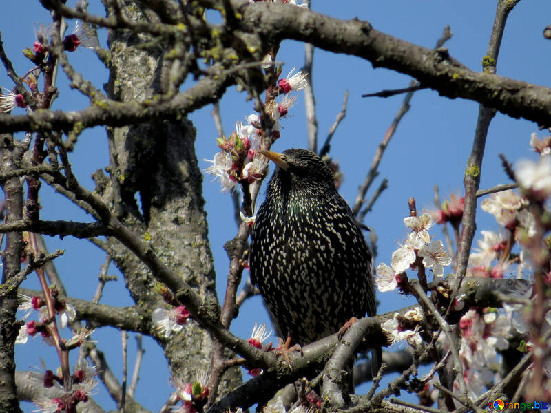 Starling in the branches of flowering tree №23976