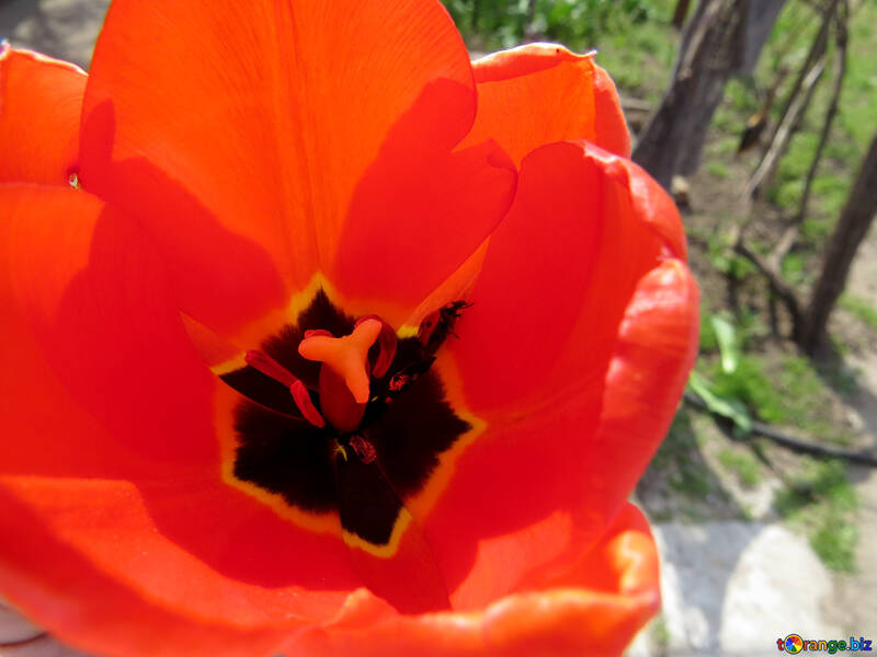 Beetle in tulip №23376