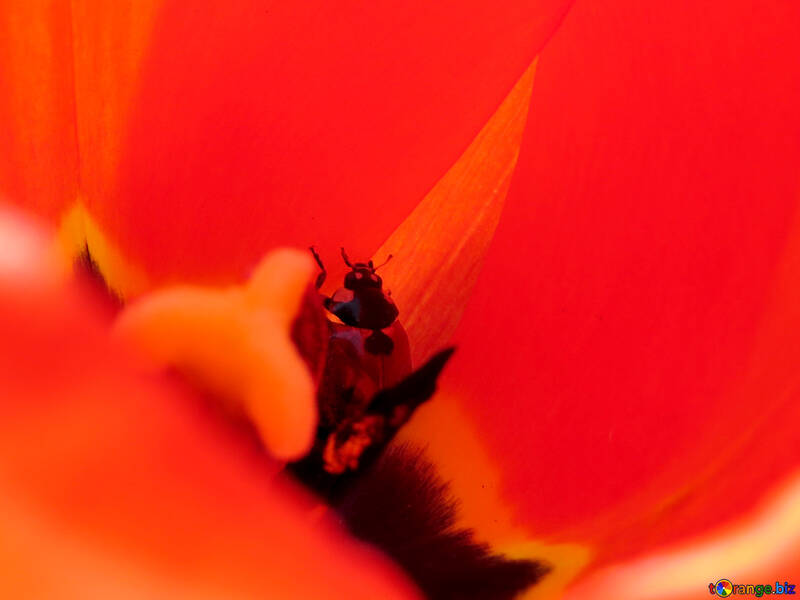 Escarabajo rojo en tulipán rojo №23375