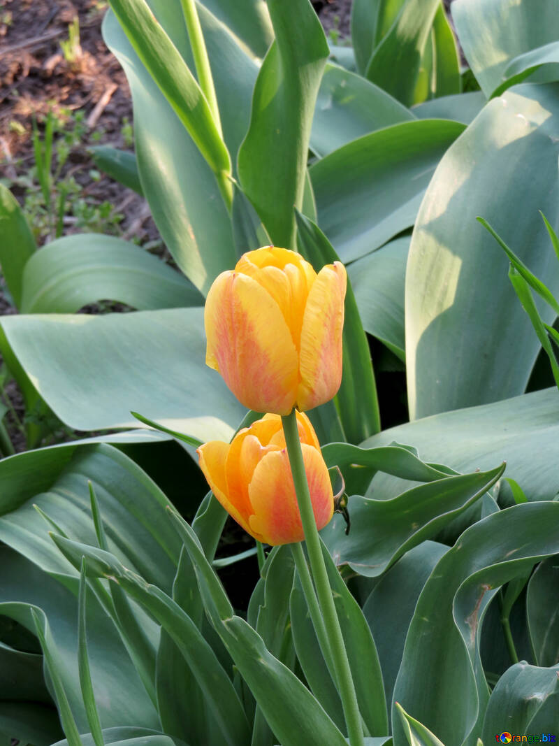 Tulips grow №23951