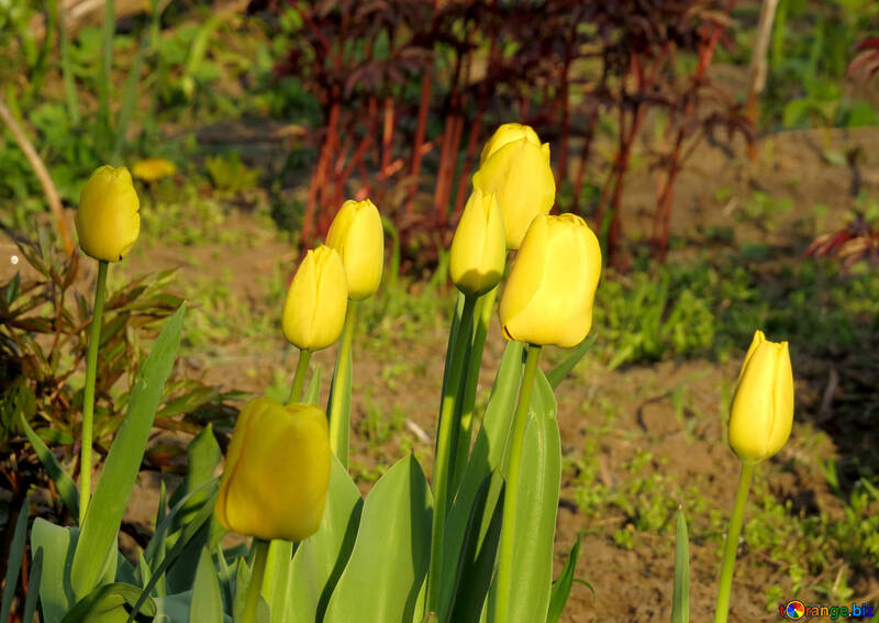 Yellow tulips №23953