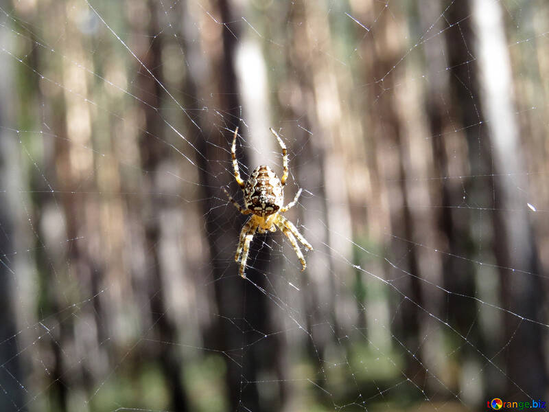 Spider in the web №23274
