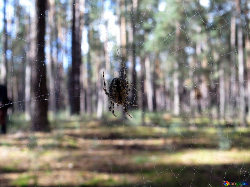 Spider in forest on the web №23282