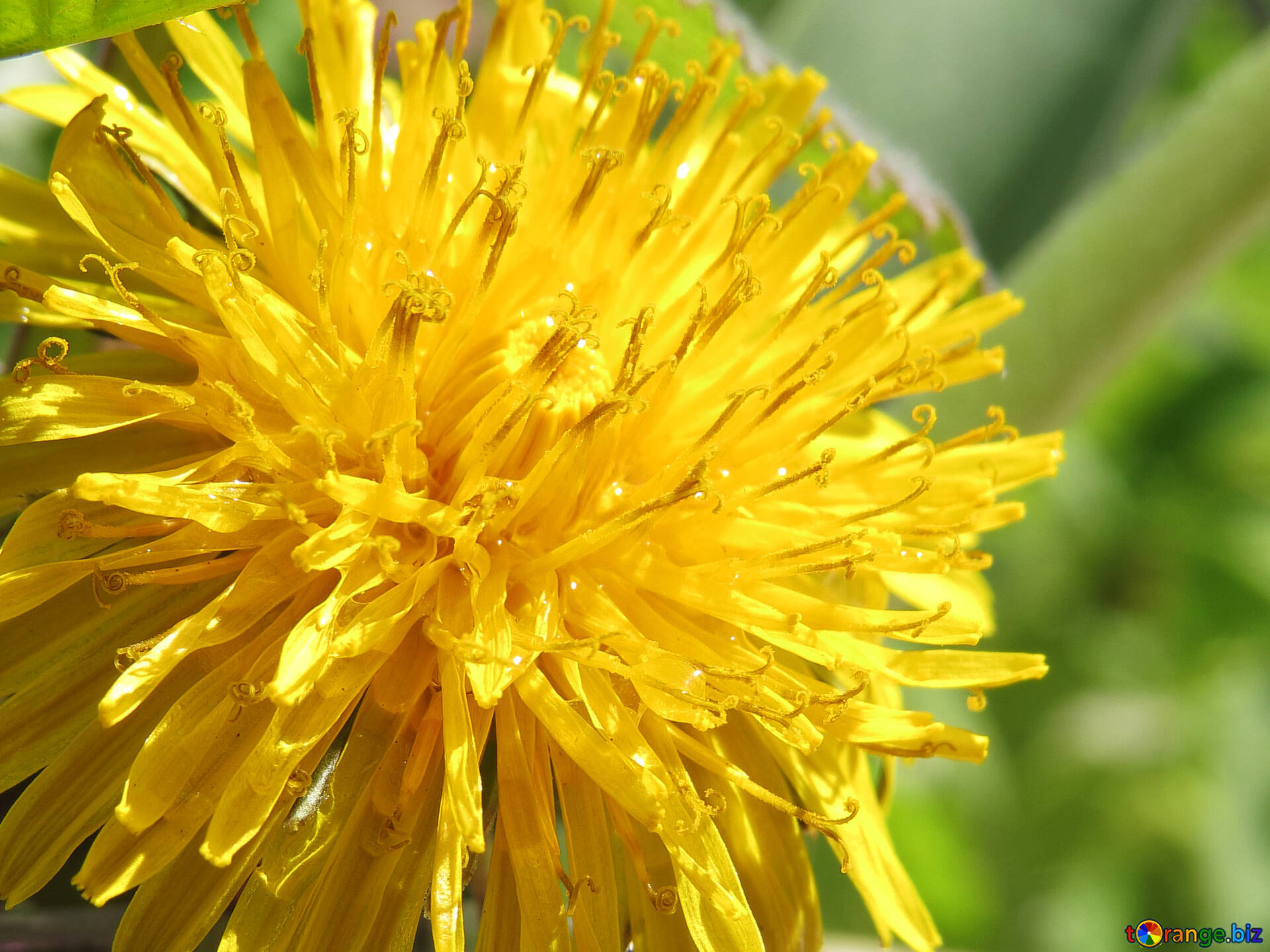 黄色いタンポポの花 無料の写真 タンポポ デスクトップ壁紙 無料の写真 夏 Torange Biz