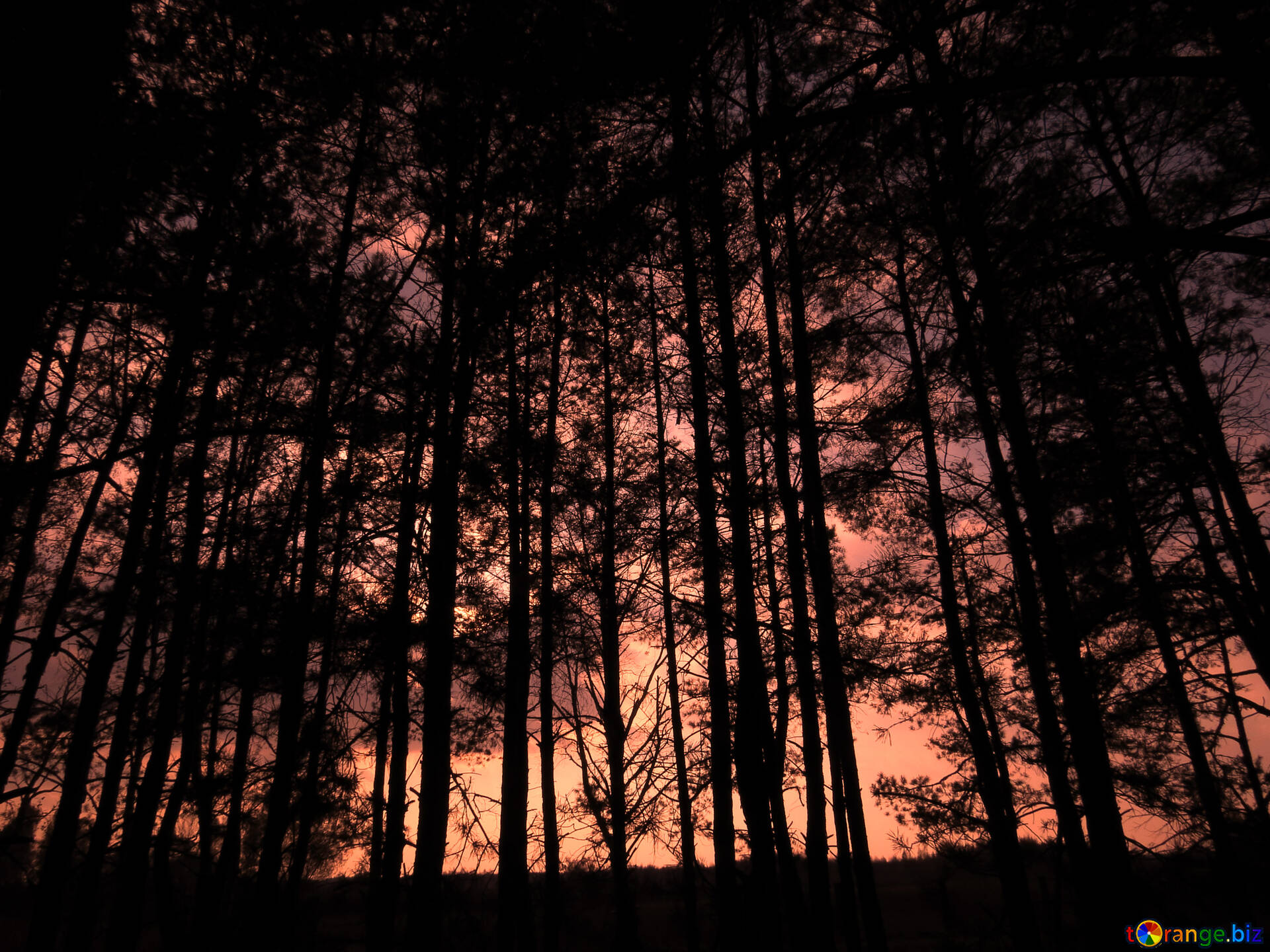 Черный лес в закате