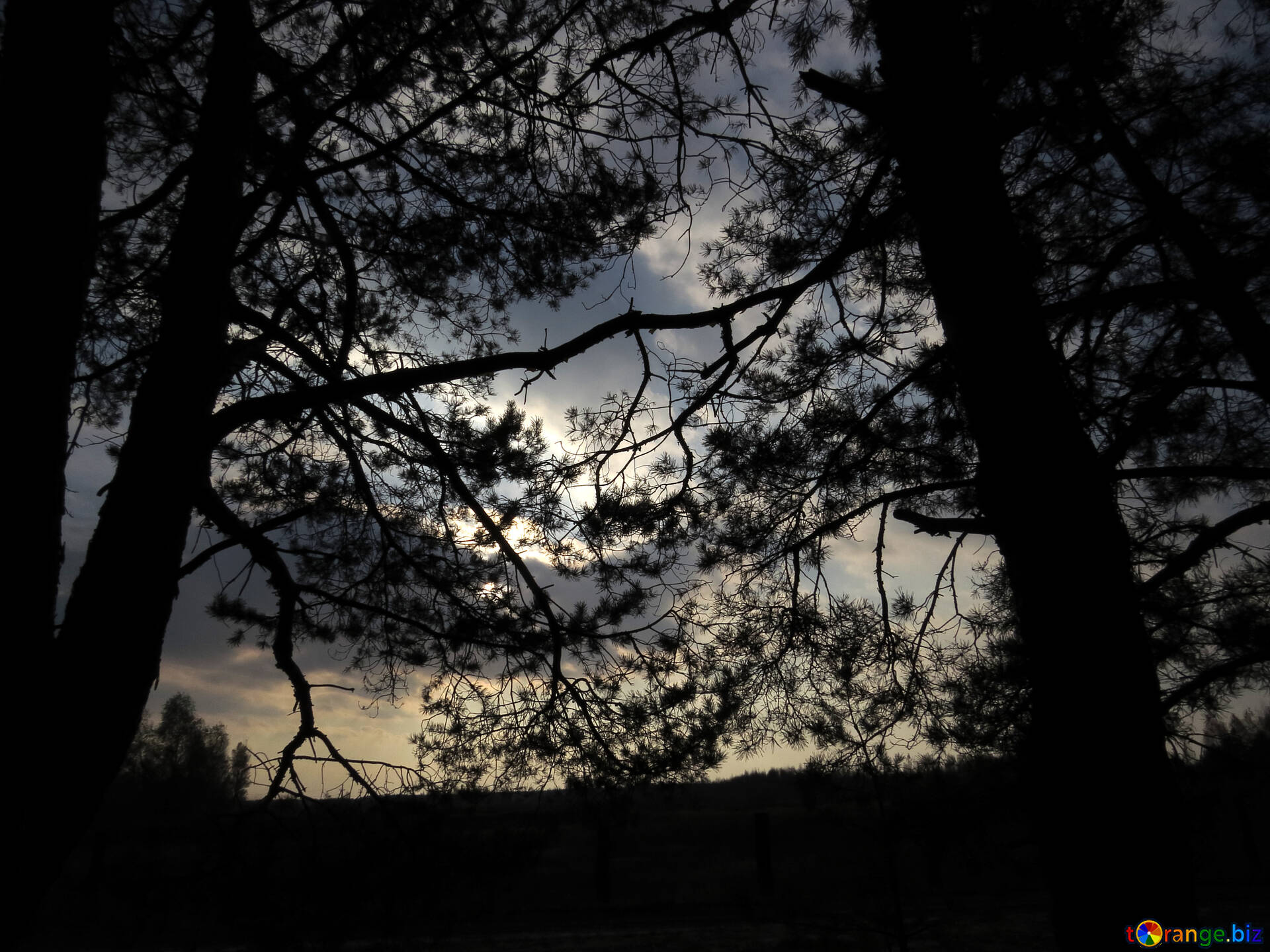 Полна тайн хмурая тишина зимнего. Сумрачный лес на закате. Shadow Forest. Футболка Сумрачный лес. Фото для обложки в ВК профиль Сумрачный лес.