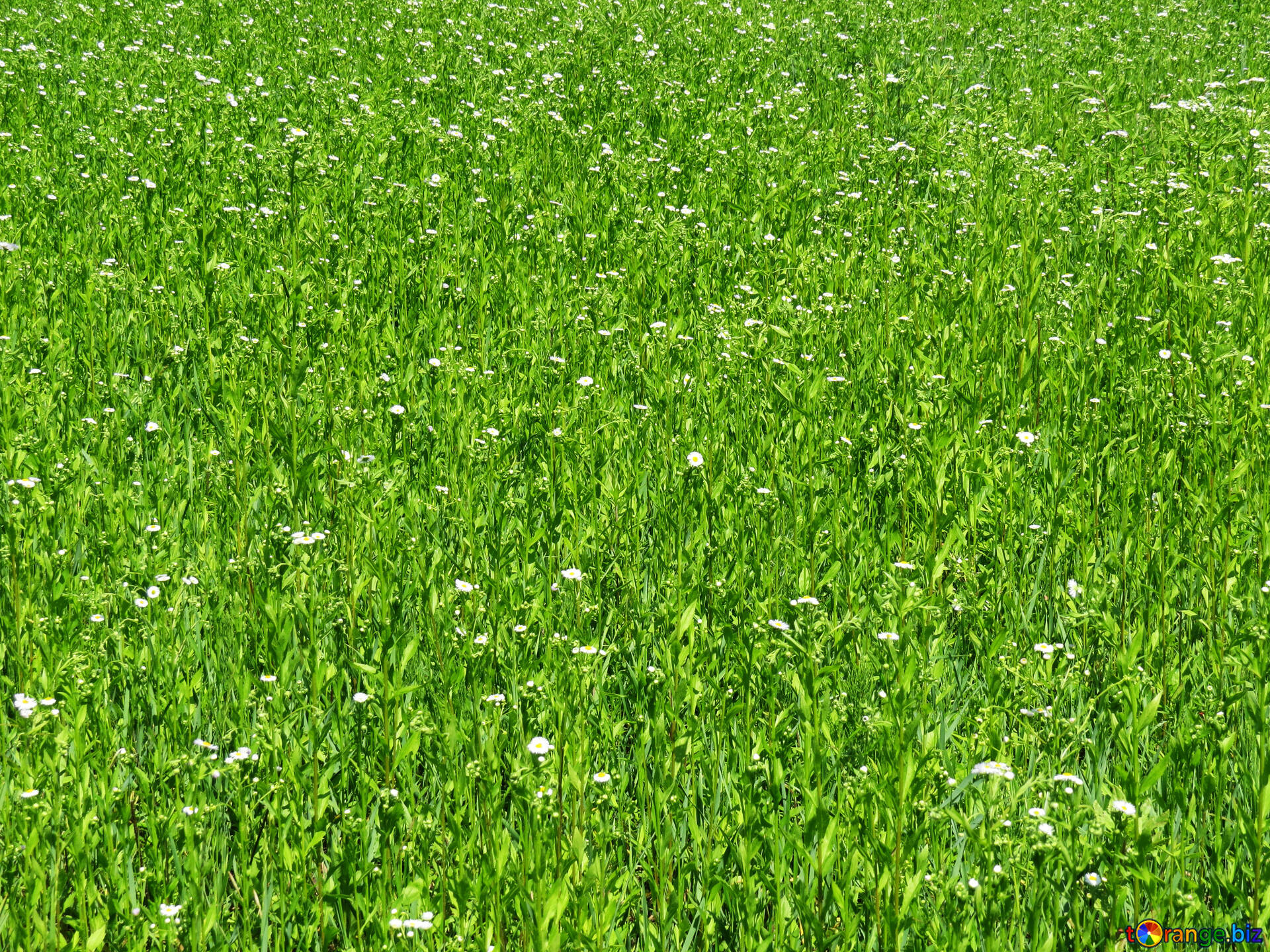 Lawn grass image green carpet grass images grass № 24994 | torange.biz