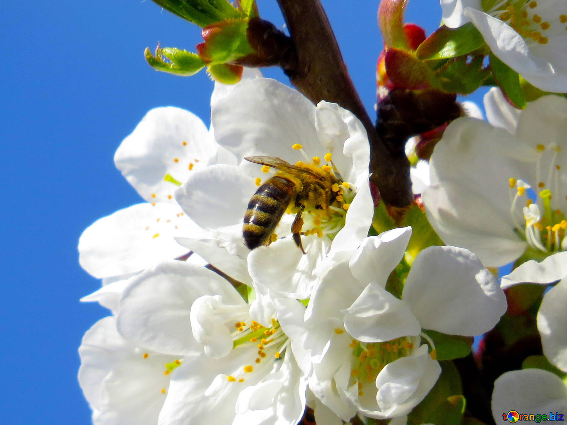 Какие отношения складываются между вишней и пчелой. Цветущая вишня с пчелой. Пчела на вишне. Пчела на цветке вишни. Цветет черешня пчела.