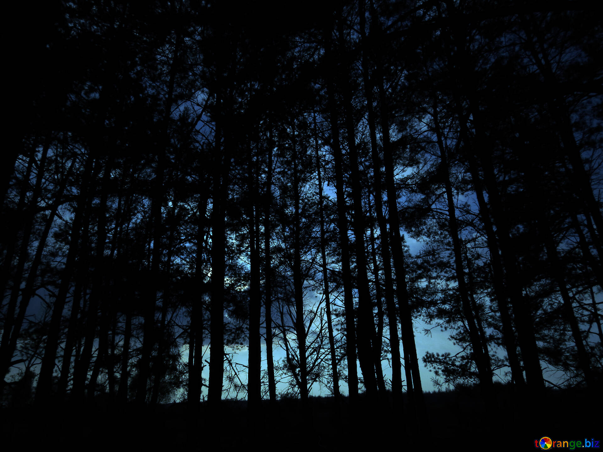 森の中の日没 暗い森 日没