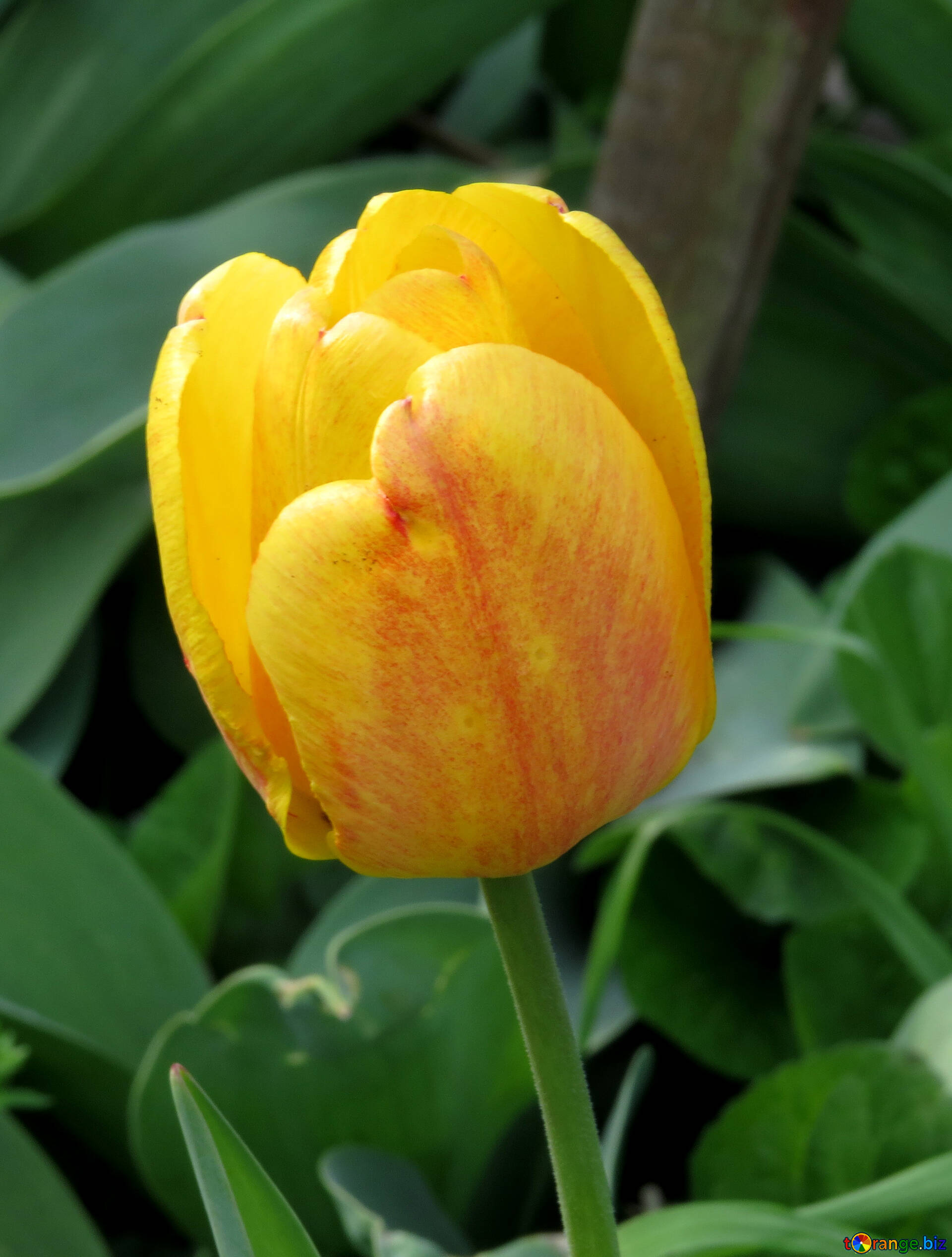 Tulipes sur un fond sombre image tulipe jaune images tulipe № 24131 |  torange.biz