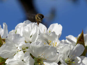 Bee flying over flower №24472