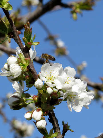 Bee pollen is flying over №24437