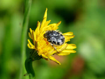 Beetle on flower №24648