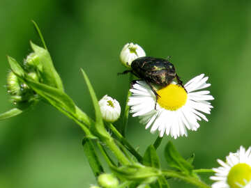 Green beetle on flower №24999