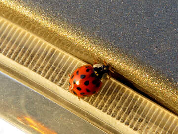 Ladybird beetle №24745