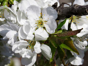 Fleur de cerisier №24503