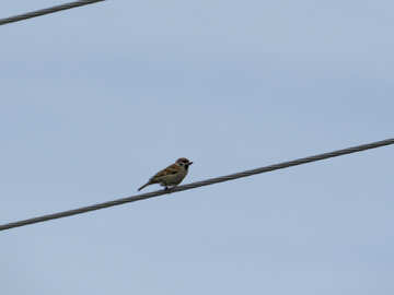 Small bird on wire №24194