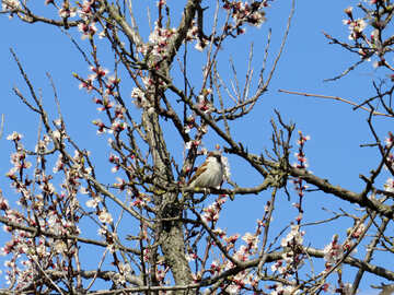 Sparrow on blooming branch №24011