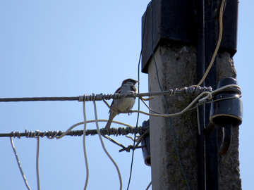 Sparrow on pole №24388