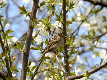 Воробей на весняному дереві №24142