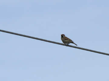 Sparrow on wire №24195