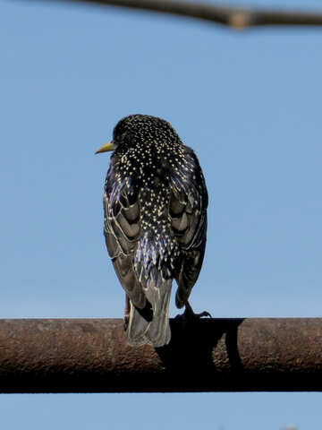 The back starling №24001