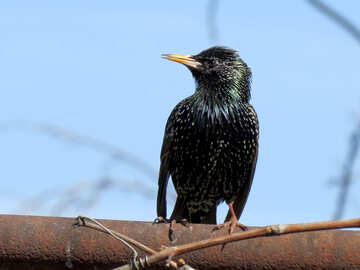 Black starling №24009