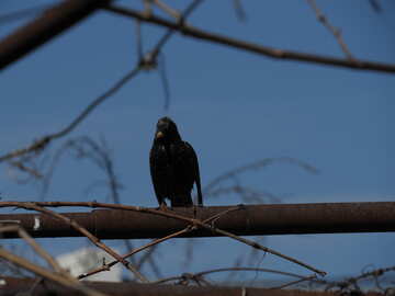 Pássaro negro №24006
