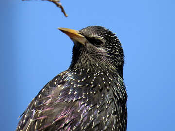 Porträt von starling