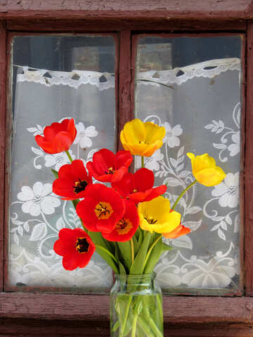 Still life of bouquet of tulips №24152