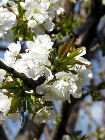 桜の花の枝 №24490