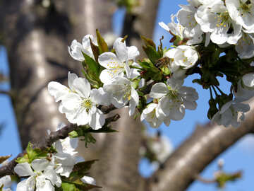 Ein Zweig der Kirschblüte №24496